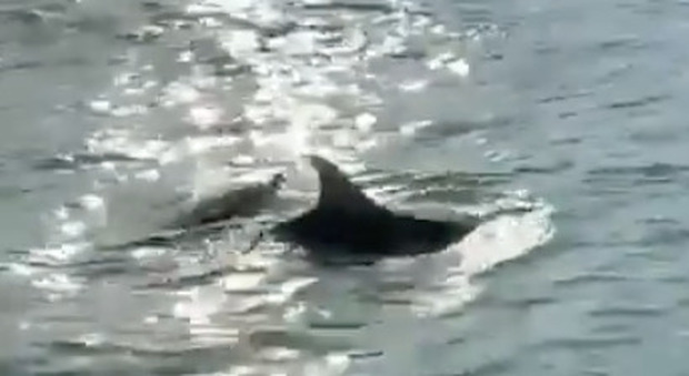 Delfini a Venezia, avvistata coppia sul Canal Grande. Guardia costiera: «Evento eccezionale»