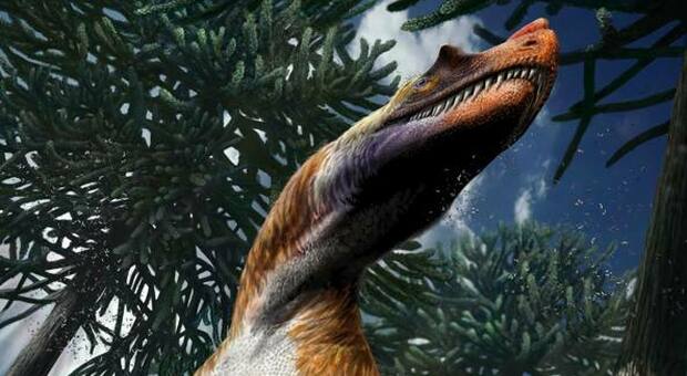 Dinosauri, scoperto un embrione conservato nell'uovo da 70 milioni di anni