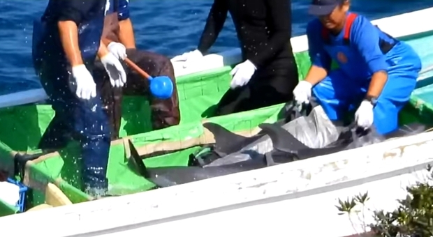 I delfini catturati nella barca dei pescatori giapponesi (immagini e video pubbl da Dolphin Project su Fb)