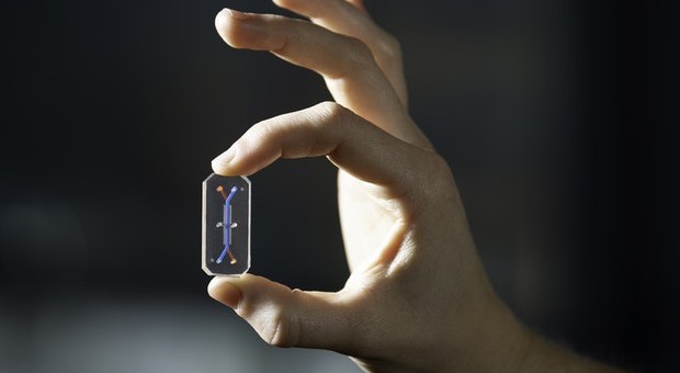 Il fegato su chip (Foto Wyss Institute/Harvard University)