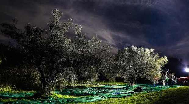 Raccolta delle olive di notte