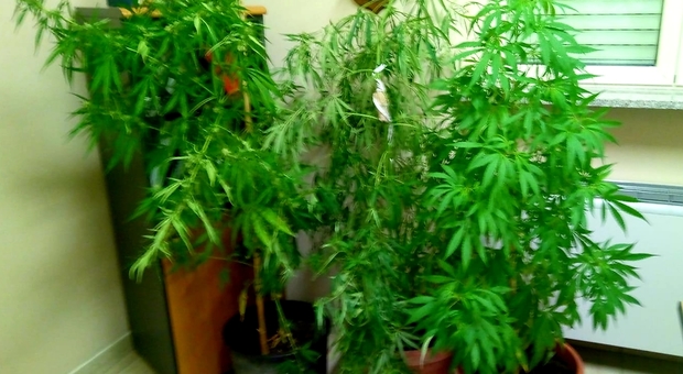 Arrestato chef dal pollice verde: oltre i pomodori coltivava marijuana