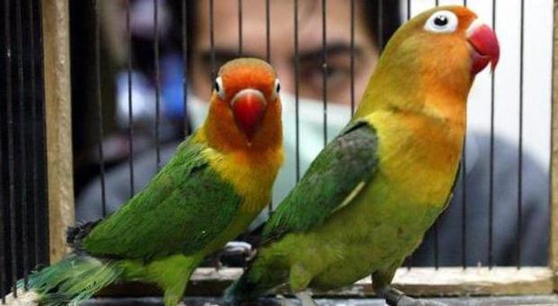 Roma, taglia le ali ai pappagalli e li usa per chiedere l'elemosina: denunciata una donna