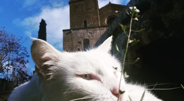 Orvieto, gatto avvelenato muore dopo ore di dolore: