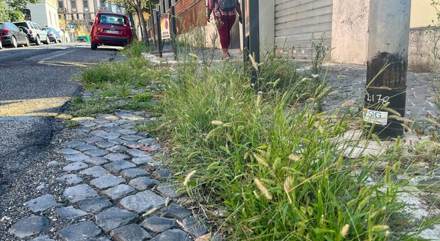 Roma, ritardi negli sfalci: strade invase dall'erba. Fissato un vertice in Comune per intervenire