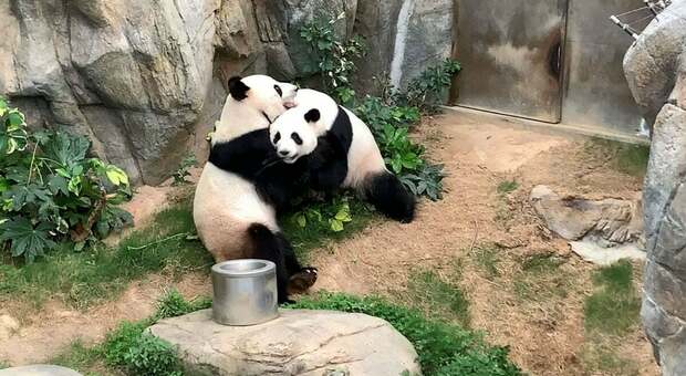 Taiwan chiede aiuto alla Cina: il panda gigante Tuan Tuan sta male, aiutateci