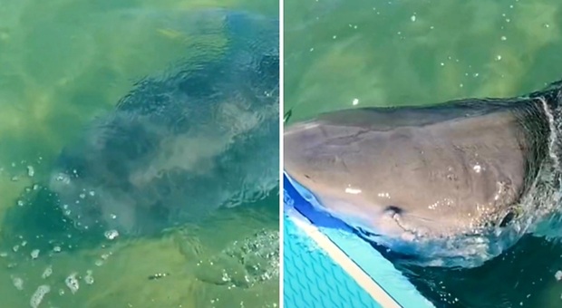 Lo squalo tigre caccia la tartaruga con il surfista in mezzo (immag e video diffusi da Brodie Moss su Instagram)