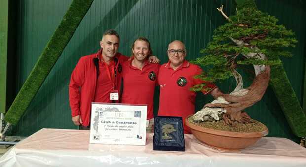 Un super bonsai made in Foligno vince il primo premio nazionale di categoria ad Arco di Trento