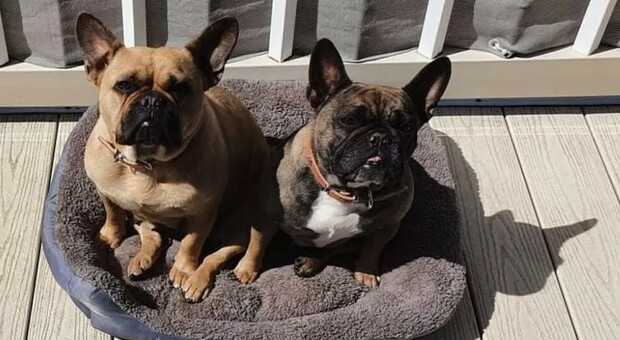 Due cani lasciati in auto «al sole e senza acqua» dalla dogsitter: morti entrambi, la donna a processo