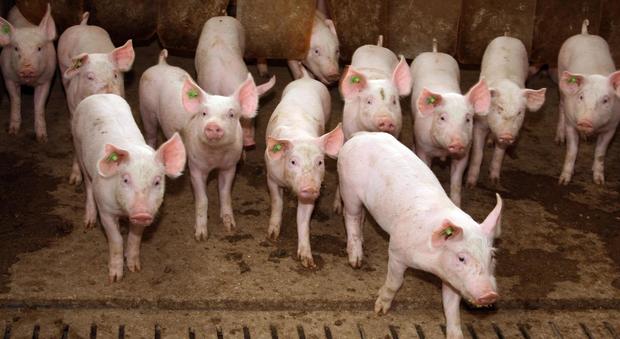 Regno Unito, “no” delle star agli antibiotici negli allevamenti di maiali: possono sviluppare superbatteri resistenti ai farmaci