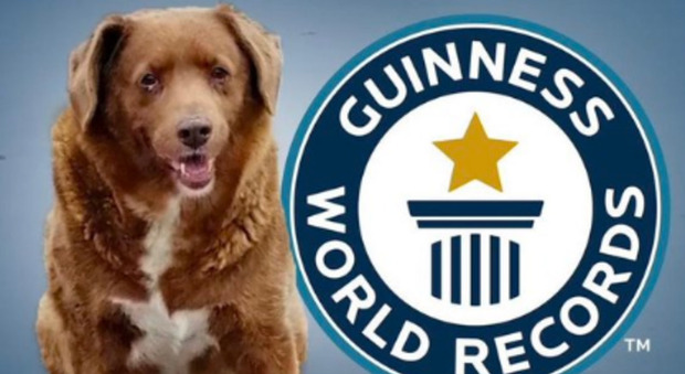 Il cane più vecchio del mondo si chiama Bobi e ha 30 anni e 267 giorni: è entrato nel Guinness dei primati