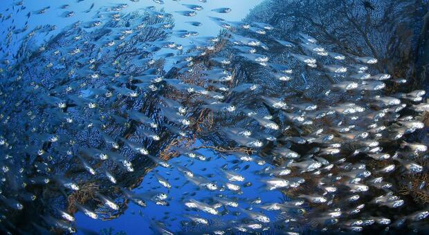 Un banco di pesci vicino nel Mar Rosso, vicino a Sharm El-Sheikh, Egitto