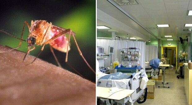 Virus del Nilo, morta una donna in Spagna: è la prima vittima del 2021