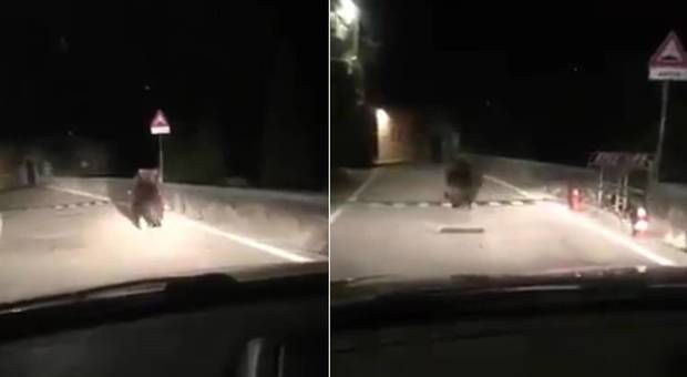 L'orso inseguito nella notte a Nago (immagini pubblicate da La Voce del Trentino Tv su You Tube)
