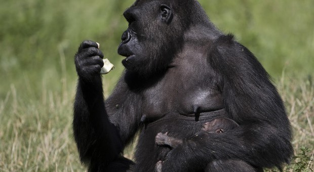 Coronavirus, i gorilla africani a rischio: chiudono i parchi nazionali