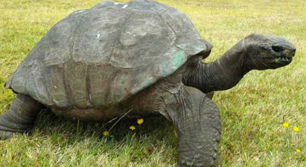 Tartaruga da record, Jonathan compie 190 anni: è l'animale più vecchio della terra