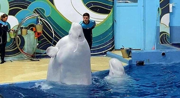 Glasha, il beluga obeso dell'acquario russo (immag pubbl da From the Dolphin's Point of View su Fb)