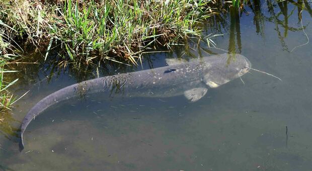 Un gigantesco pesce siluro nel canale di bonifica di Fiumicino