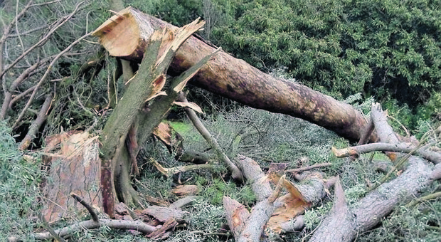 Alberi crollati, l anno orribile: 460 da gennaio. Quasi 60 tronchi caduti in questo weekend