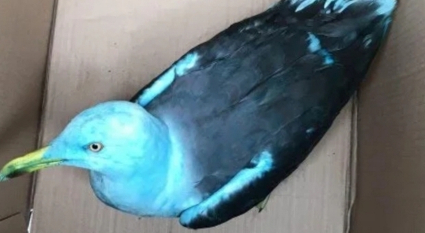Il mistero del gabbiano pitturato di blu che forse non potrà più volare. (immagine pubbl dall'assoc animal RSPCA England)