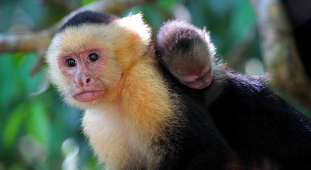 Scimmie cappuccino (foto di Instituto Costaricense de Turismo)