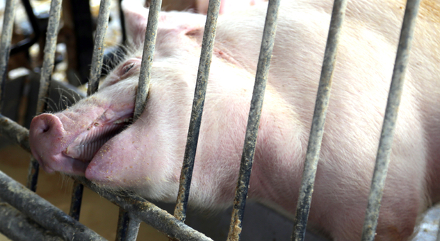 Sviene mentre dà da mangiare ai maiali e viene sbranata: storia da film horror in Russia