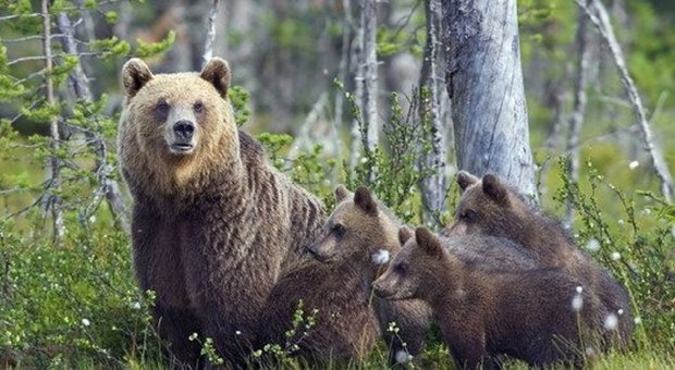 Tutti a vedere mamma orsa e i quattro cuccioli: misure di sicurezza nel Parco