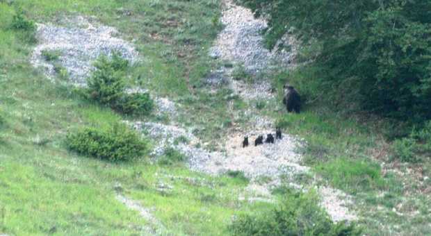 Parco d'Abruzzo, fotografata mamma orsa a passeggio con quattro cuccioli