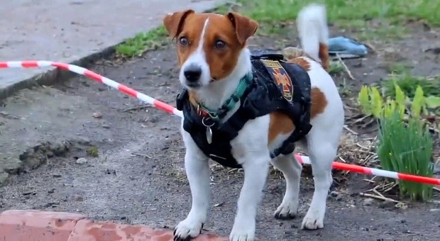 Patron, il terrier anti-mine dell'esercito ucraino (immag diffusa da Fox 7 Austin e video diffusi dal SES Ukraine's State Emergency Service via Storyful)