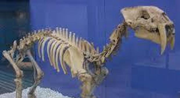 Il "super-gatto" preistorico uccideva i rivali conficcando in testa i suoi denti a sciabola: la scoperta