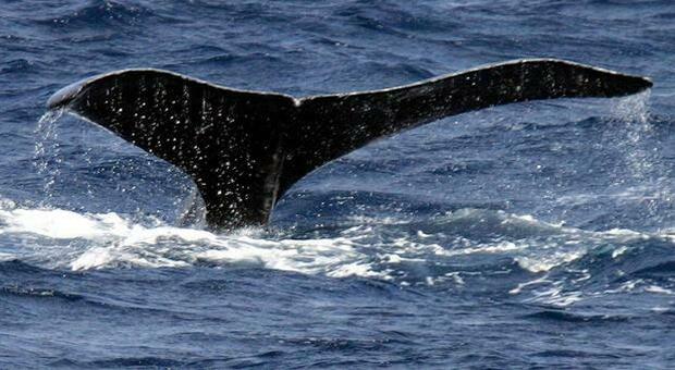 Un nuovo canto udito nell'Oceano Indiano identifica una popolazione di balenottere finora sconosciuta