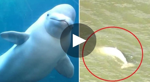 Balena beluga avvistata nel Tamigi: «Si è persa, corsa per aiutarla»
