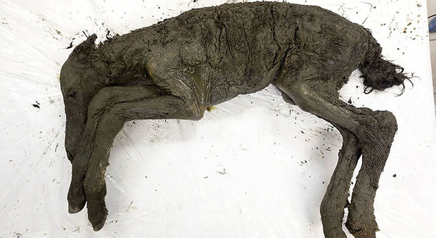 Cavallo preistorico intatto trovato in Siberia: recuperato anche il suo sangue