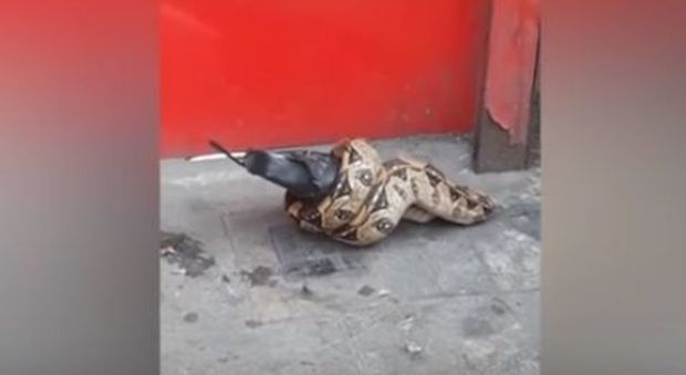 Boa strangola piccione per le strade di Londra, il video fa il giro del web