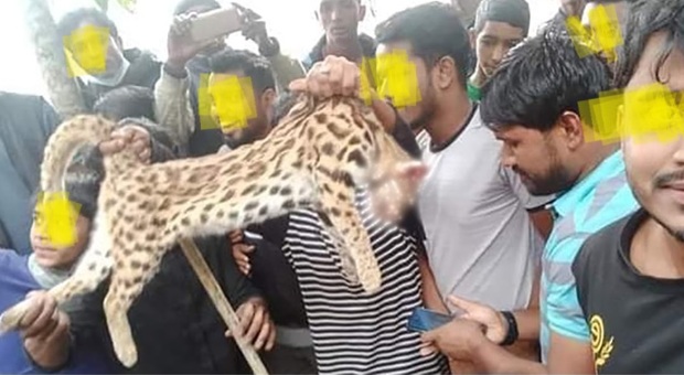 Uccidono un raro gatto leopardo e fanno festa (immag repertorio diffusa dal Daily Star)