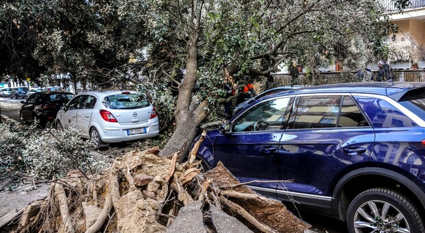 Roma, dossier choc sulle scuole: «Gli alberi nei cortili a rischio schianto»