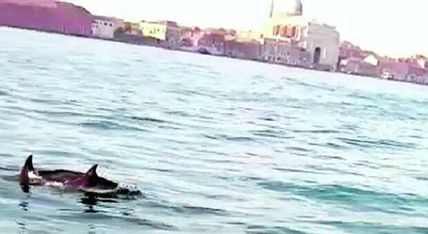 Venezia, i delfini-turisti in gita nel Canal Grande