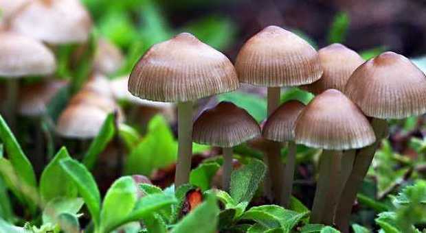 Stagione dei funghi: i consigli della Asl