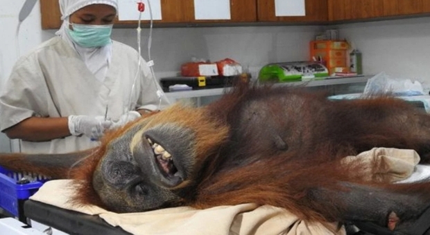 Hope, la mamma orango, sul tavolo operatorio. (foto pubblicata su Facebook da Sumatran Orangutan Conservation Program)