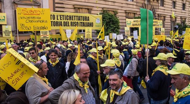 Roma, la protesta dei produttori di riso al ministero delle Politiche Agricole: «Basta speculazioni»