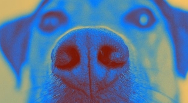 Tumori, i cani li fiurano nel sangue dell'uomo: il 97% di precisione