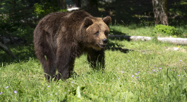 Parco, i turisti la inseguono per un filmato, l'orsa Giacomina attacca: ecco cosa è successo