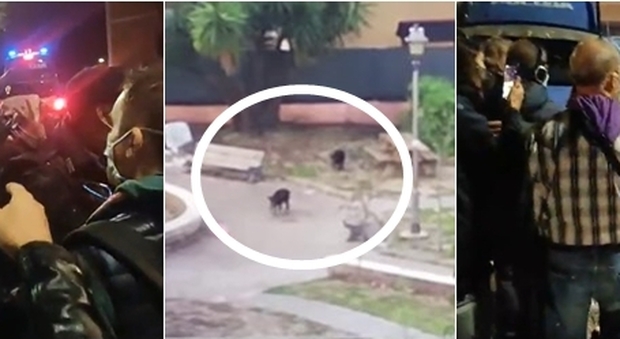 Roma, mamma cinghiale e i suoi cuccioli uccisi in un parco all'Aurelio: polizia spara agli animali VIDEO
