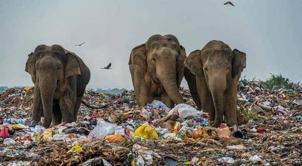 Elefanti costretti a rovistare tra i rifiuti (immagini pubbl da Tharmapalan Tilaxan su Fb e Instagram)