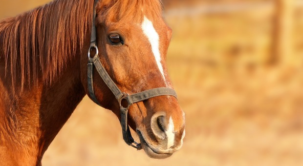 Si fa avanti per comprare un cavallo on line ma lo paga con la truffa del bancomat: denunciato