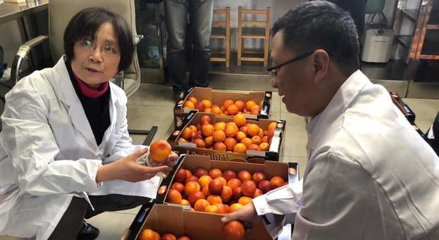 Via della Seta, le arance siciliane in Cina con l'aereo grazie a Alibaba