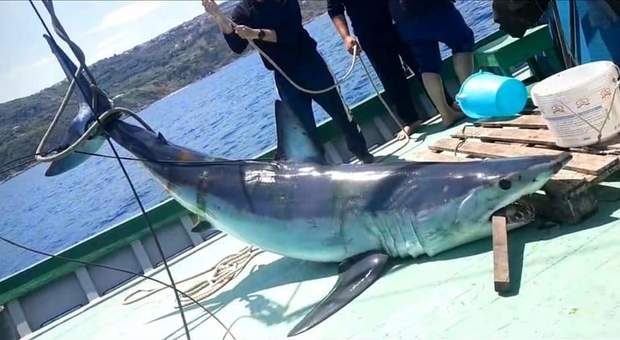 Lo squalo mako finito nella rete dei pescatori a Palmi (immagini e video diffusi da Palmi su Fb)