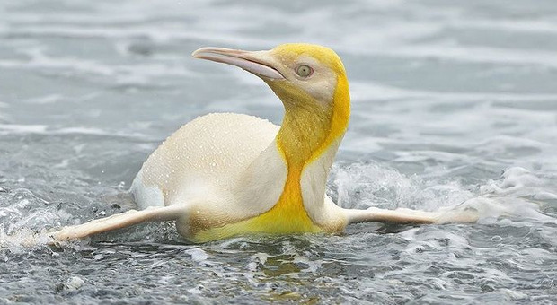 Pinguino giallo avvistato in Antartide, il fotografo: «Ho vinto la lotteria della natura»