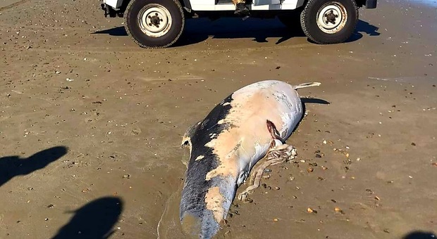 Il delfino di tre metri ucciso dalle reti da pesca a Pesaro (immag diffusa da Fondazione cetacea Onlus sui social)