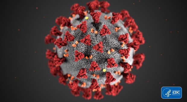 Il corona virus in una immagine diffusa dai Centers for Disease Control and Prevention